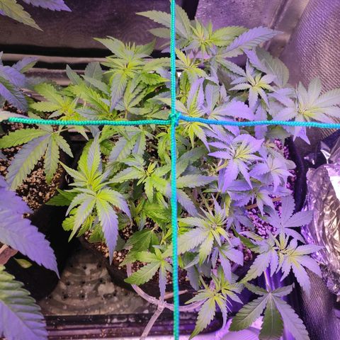3 - Tropicana Inflamável - Sour Pineapple growlog timeline photo