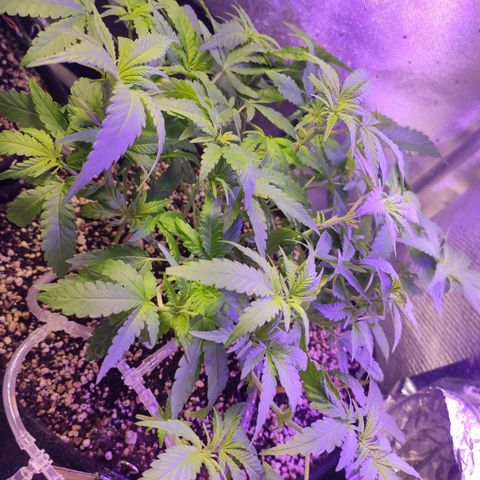 3 - Tropicana Inflamável - Sour Pineapple growlog timeline photo
