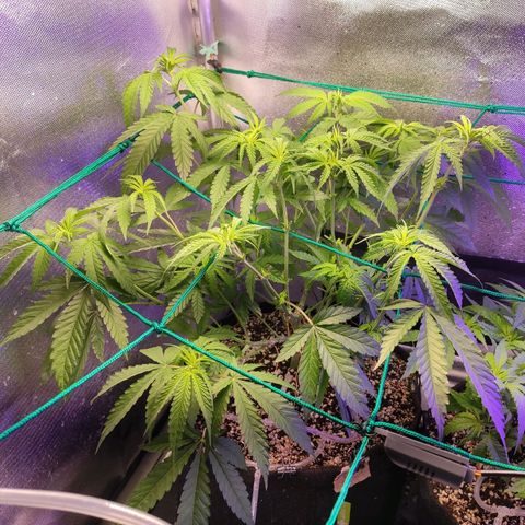 2 - Dixie Kong - Strawberry Banana growlog timeline photo
