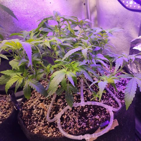 3 - Tropicana Inflamável - Sour Pineapple growlog timeline photo
