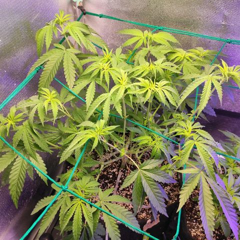 2 - Dixie Kong - Strawberry Banana growlog timeline photo