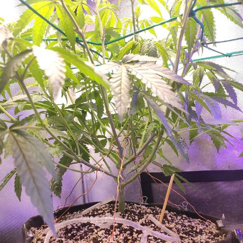 2 - Dixie Kong - Strawberry Banana growlog timeline photo