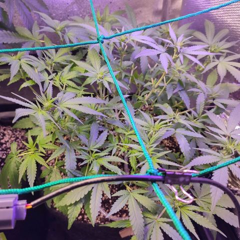 3 - Tropicana Inflamável - Sour Pineapple growlog timeline photo