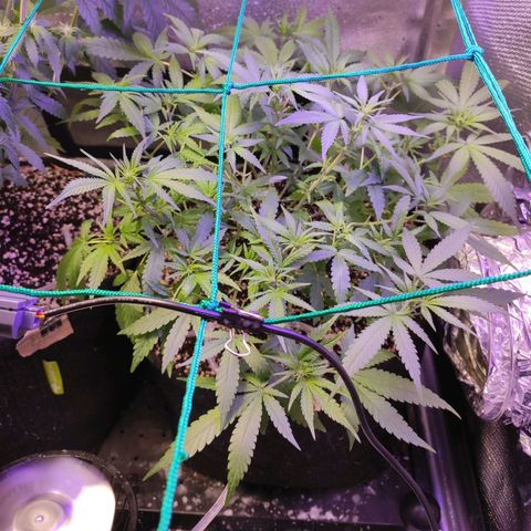 3 - Tropicana Inflamável - Sour Pineapple growlog timeline photo