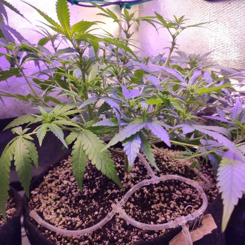 3 - Tropicana Inflamável - Sour Pineapple growlog timeline photo