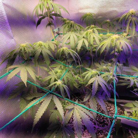 2 - Dixie Kong - Strawberry Banana growlog timeline photo