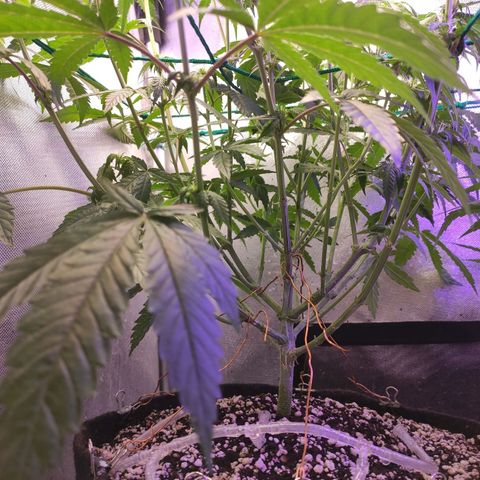 2 - Dixie Kong - Strawberry Banana growlog timeline photo