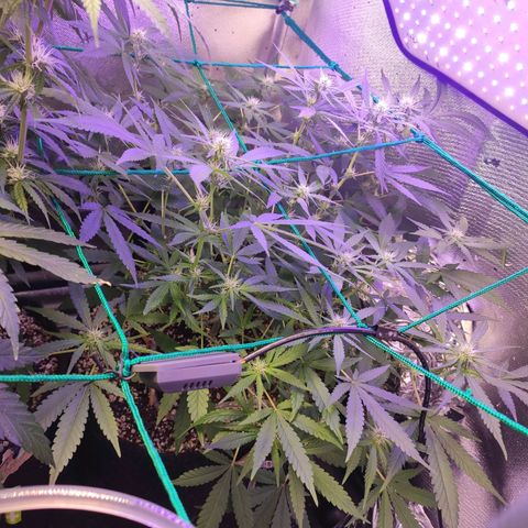 3 - Tropicana Inflamável - Sour Pineapple growlog timeline photo
