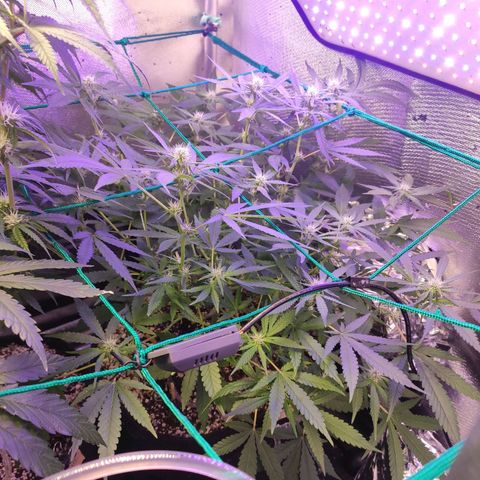 3 - Tropicana Inflamável - Sour Pineapple growlog timeline photo