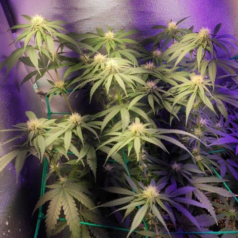 2 - Dixie Kong - Strawberry Banana growlog timeline photo