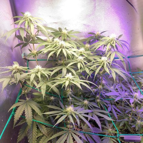 2 - Dixie Kong - Strawberry Banana growlog timeline photo