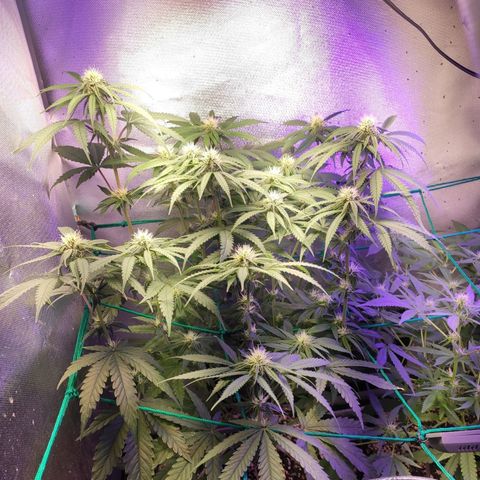 2 - Dixie Kong - Strawberry Banana growlog timeline photo