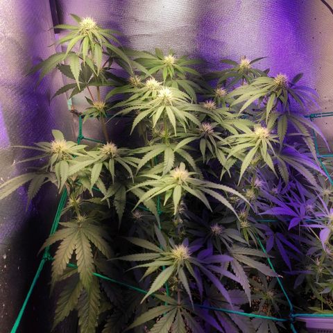 2 - Dixie Kong - Strawberry Banana growlog timeline photo