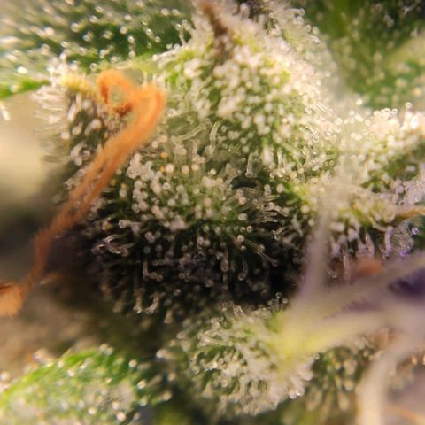 2 - Dixie Kong - Strawberry Banana growlog timeline photo