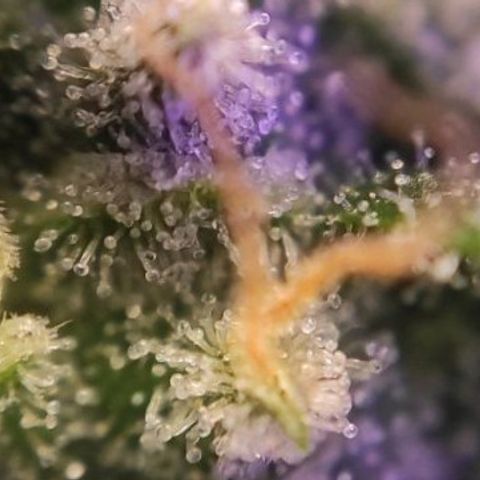 2 - Dixie Kong - Strawberry Banana growlog timeline photo