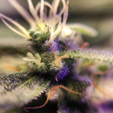 2 - Dixie Kong - Strawberry Banana growlog timeline photo