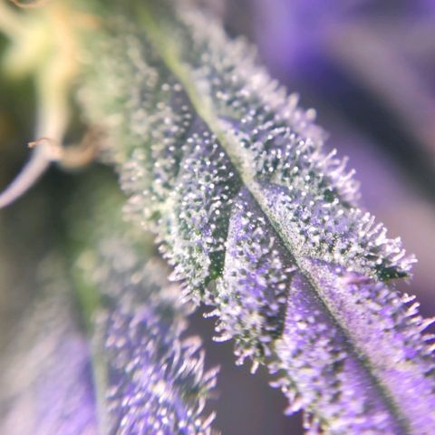 3 - Tropicana Inflamável - Sour Pineapple growlog timeline photo