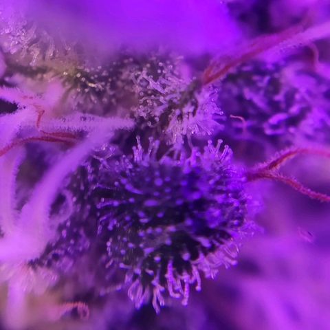 3 - Tropicana Inflamável - Sour Pineapple growlog timeline photo