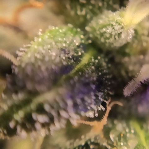 2 - Dixie Kong - Strawberry Banana growlog timeline photo
