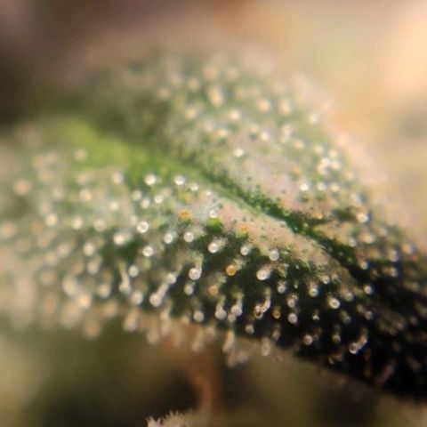 2 - Dixie Kong - Strawberry Banana growlog timeline photo