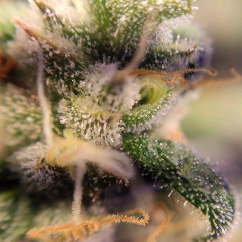 2 - Dixie Kong - Strawberry Banana growlog timeline photo