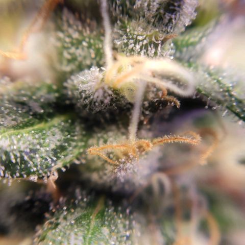2 - Dixie Kong - Strawberry Banana growlog timeline photo