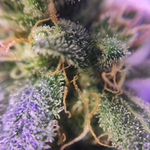 3 - Tropicana Inflamável - Sour Pineapple growlog timeline photo