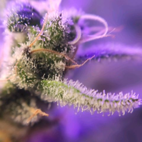 3 - Tropicana Inflamável - Sour Pineapple growlog timeline photo