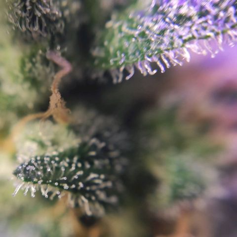 3 - Tropicana Inflamável - Sour Pineapple growlog timeline photo