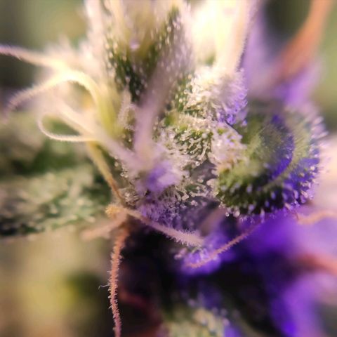 2 - Dixie Kong - Strawberry Banana growlog timeline photo
