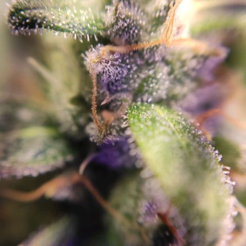 2 - Dixie Kong - Strawberry Banana growlog timeline photo