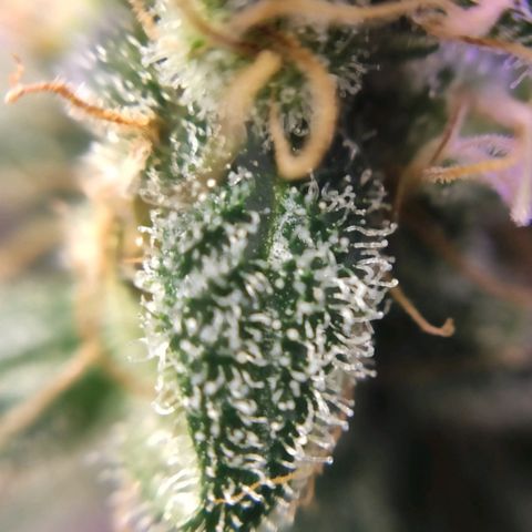 3 - Tropicana Inflamável - Sour Pineapple growlog timeline photo