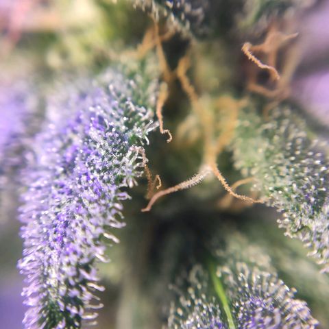 3 - Tropicana Inflamável - Sour Pineapple growlog timeline photo
