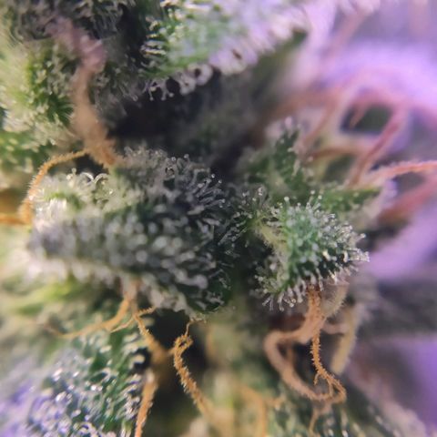 3 - Tropicana Inflamável - Sour Pineapple growlog timeline photo