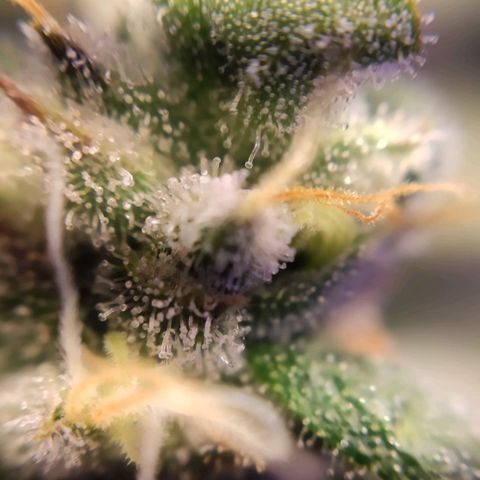 2 - Dixie Kong - Strawberry Banana growlog timeline photo
