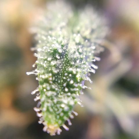 3 - Tropicana Inflamável - Sour Pineapple growlog timeline photo