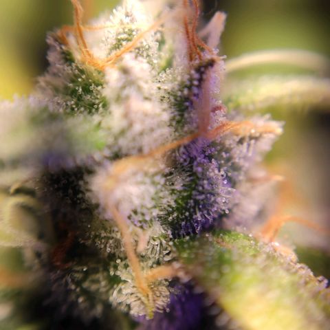 2 - Dixie Kong - Strawberry Banana growlog timeline photo