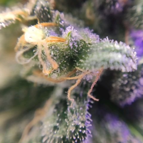 2 - Dixie Kong - Strawberry Banana growlog timeline photo