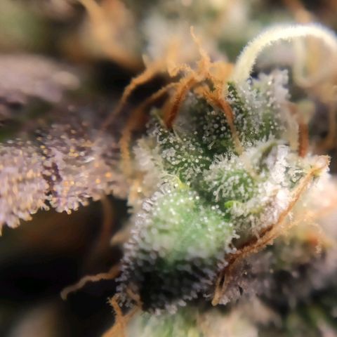 2 - Dixie Kong - Strawberry Banana growlog timeline photo