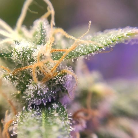 2 - Dixie Kong - Strawberry Banana growlog timeline photo