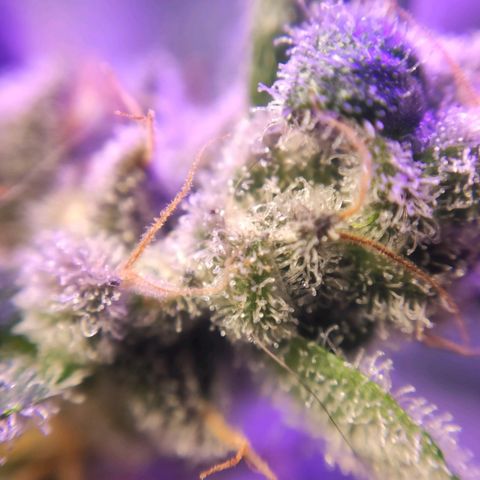 3 - Tropicana Inflamável - Sour Pineapple growlog timeline photo