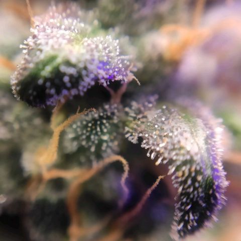 2 - Dixie Kong - Strawberry Banana growlog timeline photo