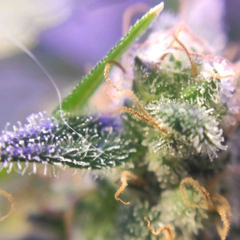 3 - Tropicana Inflamável - Sour Pineapple growlog timeline photo