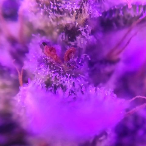 3 - Tropicana Inflamável - Sour Pineapple growlog timeline photo