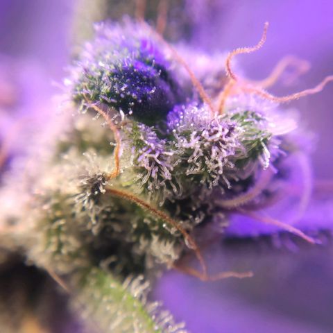 3 - Tropicana Inflamável - Sour Pineapple growlog timeline photo