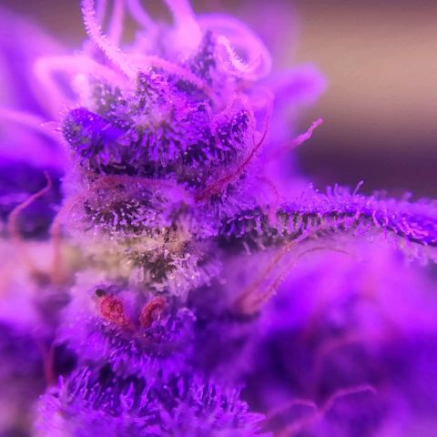 3 - Tropicana Inflamável - Sour Pineapple growlog timeline photo