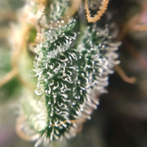 3 - Tropicana Inflamável - Sour Pineapple growlog timeline photo
