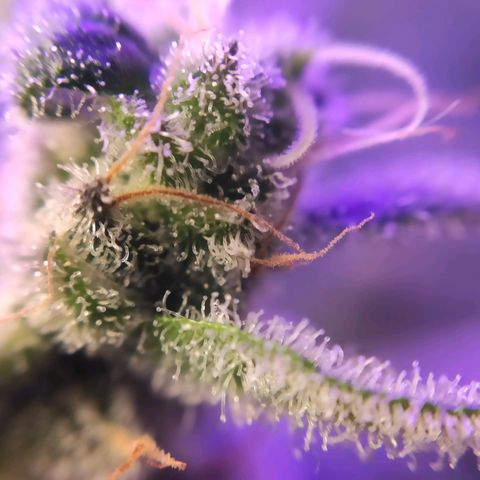 3 - Tropicana Inflamável - Sour Pineapple growlog timeline photo