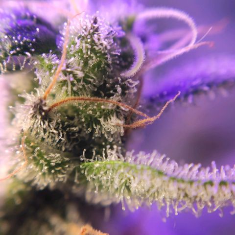 3 - Tropicana Inflamável - Sour Pineapple growlog timeline photo