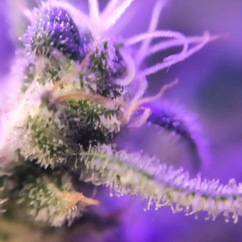 3 - Tropicana Inflamável - Sour Pineapple growlog timeline photo
